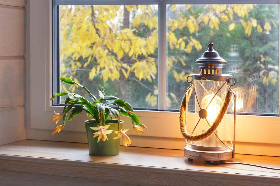 schlumbergera deco