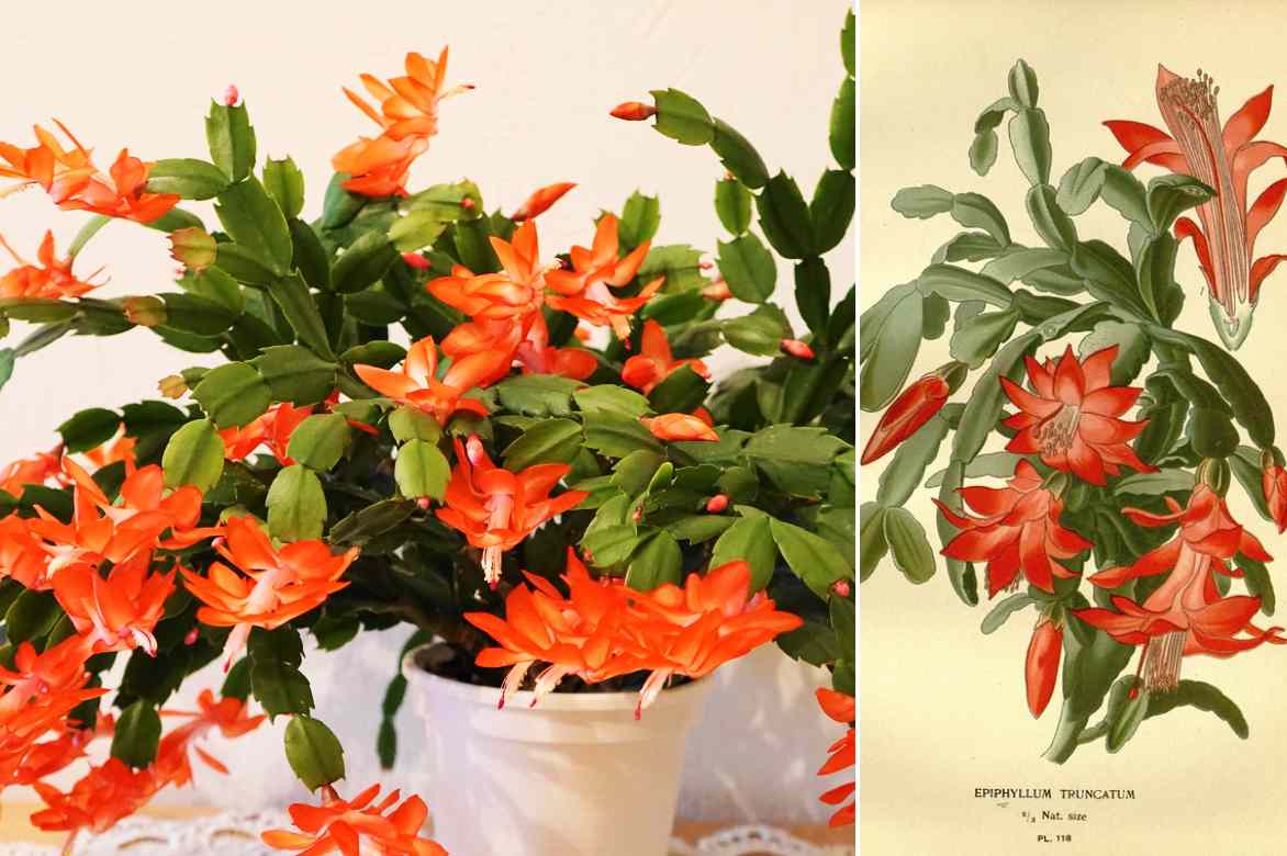 schlumbergera