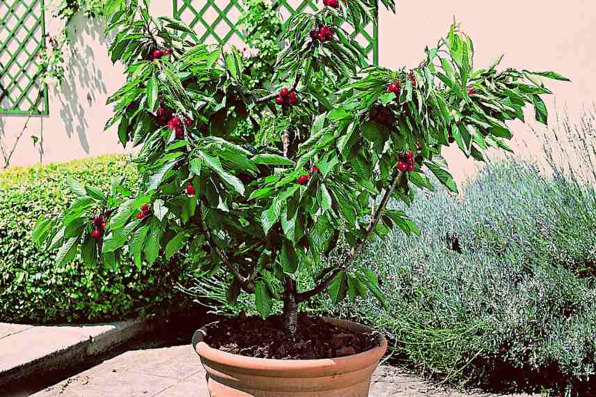 cerisier autofertiles pour une culture en pot