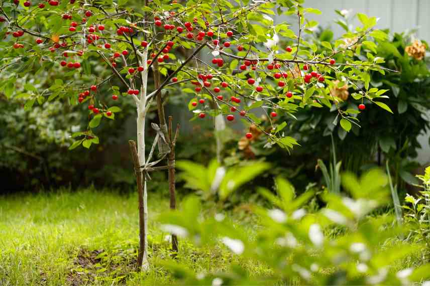 cerisiers pour petit jardin balcon terrasse