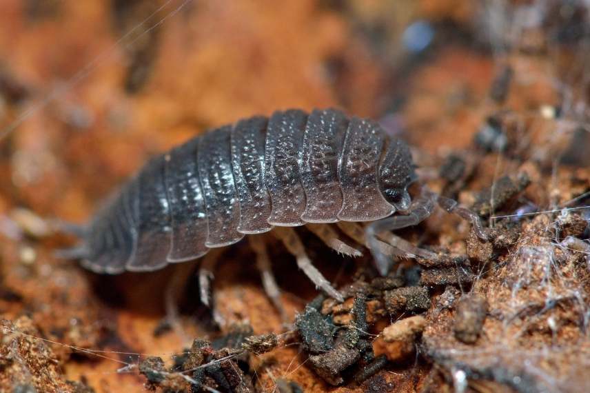 insectes du compost cloporte