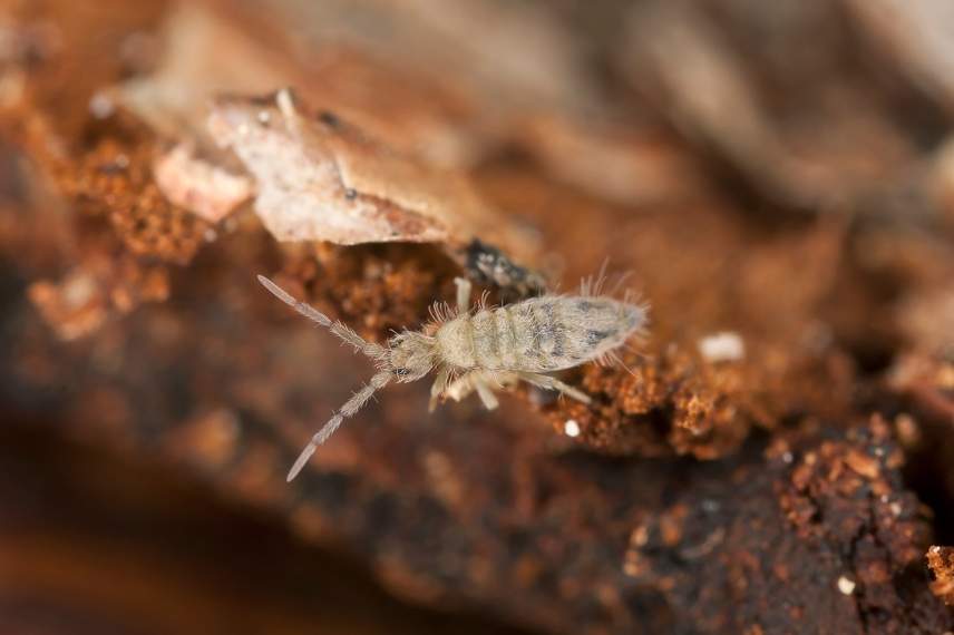 collemboles insectes du compost