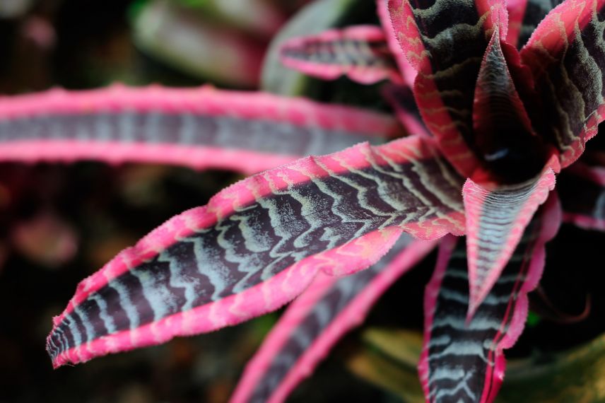 cryptanthus aux couleurs vives et contrastées