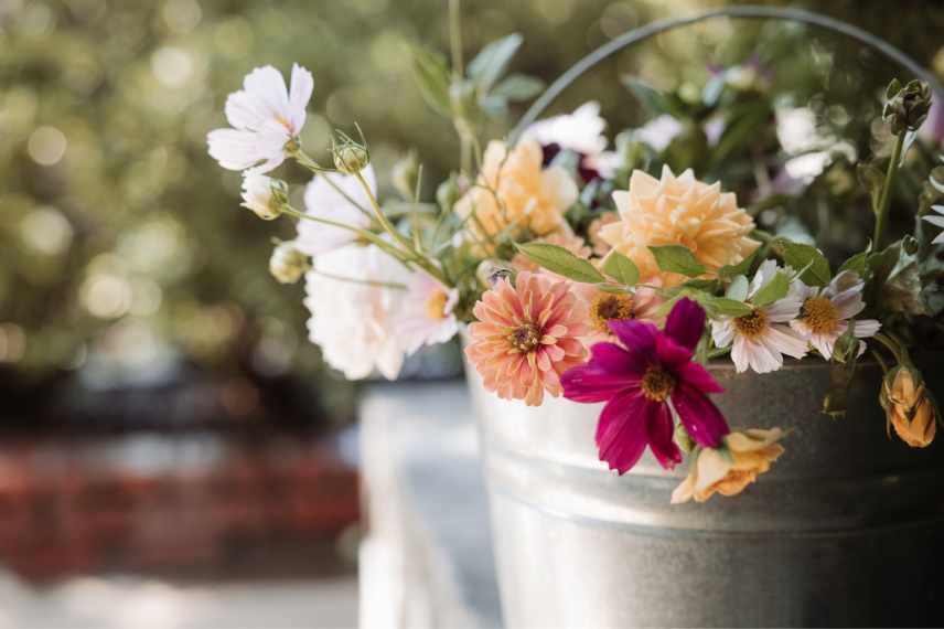 vivaces pour bouquets maison