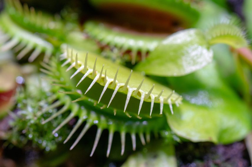 carnivorous plant Dionaea