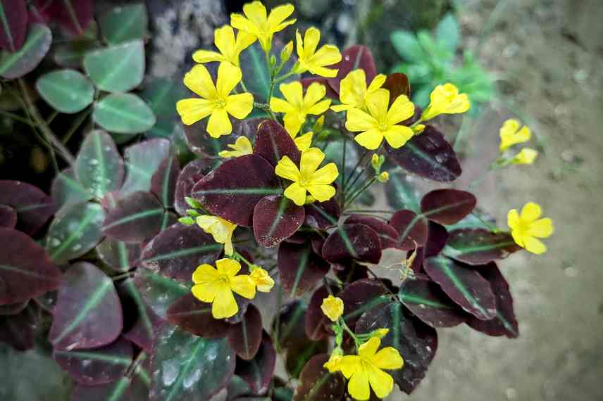 getting rid of oxalis