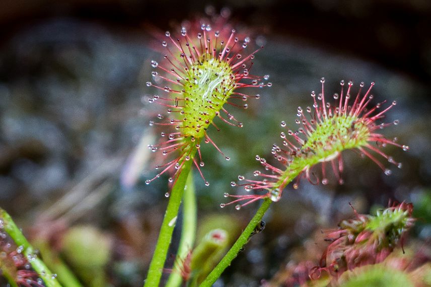 carnivorous plant Drosera
