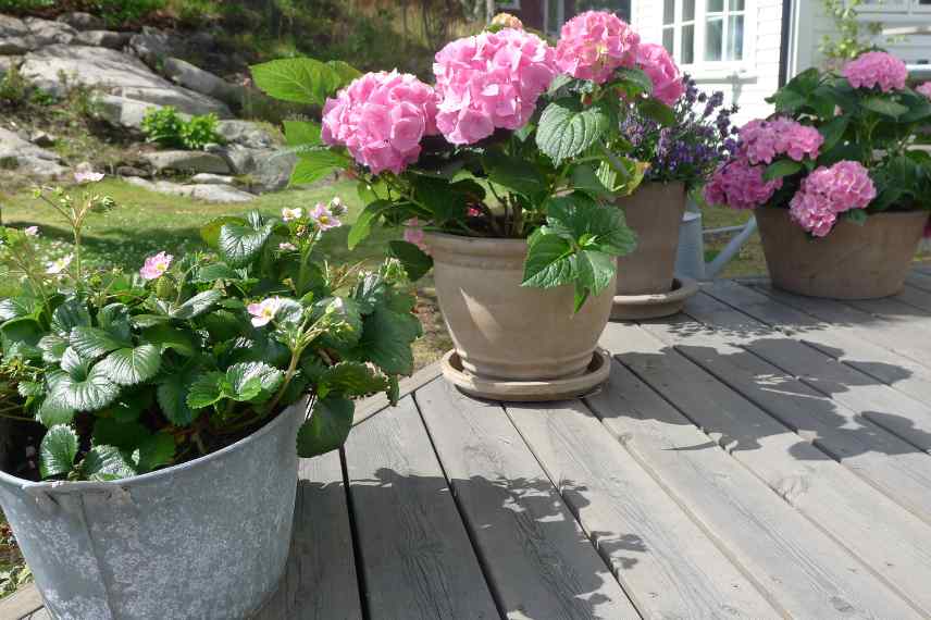 watering and mosquitoes