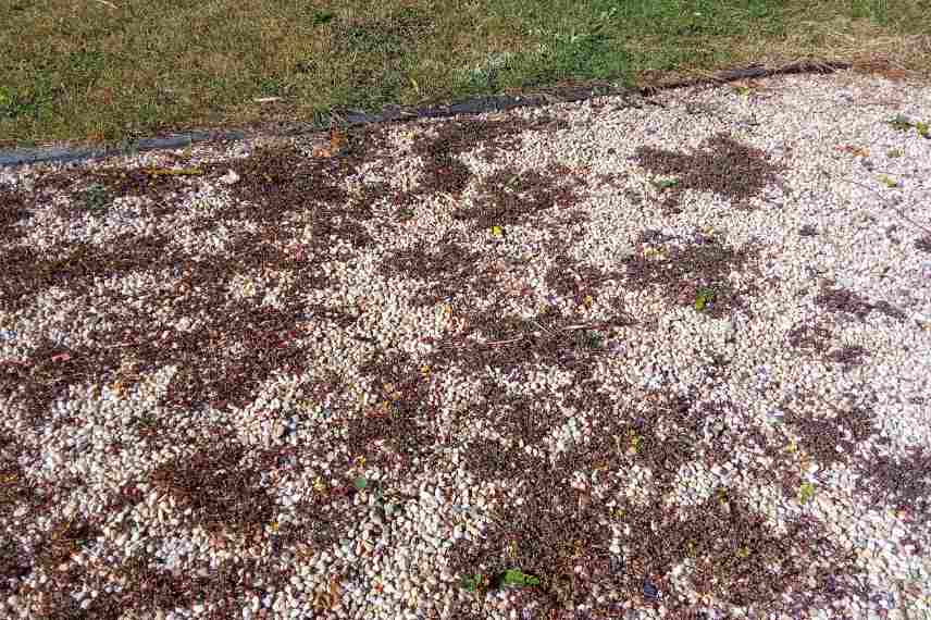 removing oxalis from gravel garden courtyard