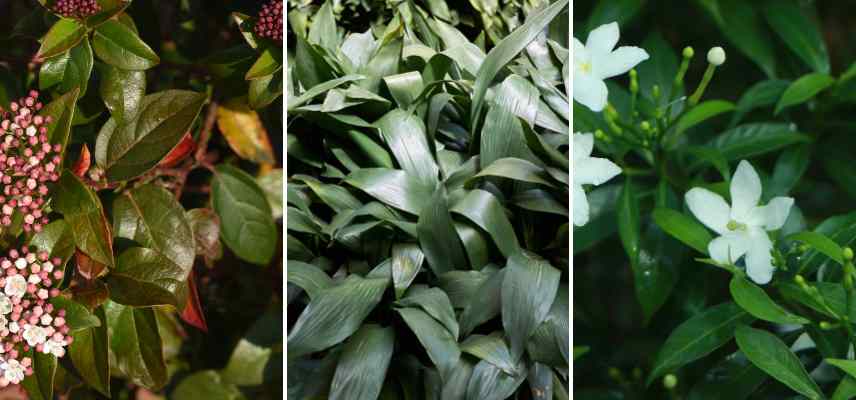 lanceolate foliage