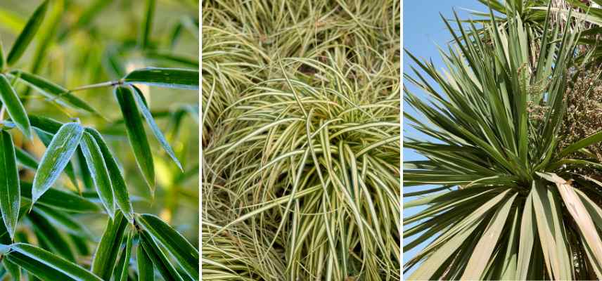 narrow leaves examples