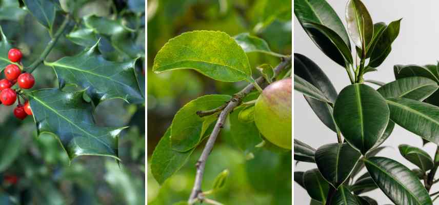 examples of ovate foliage