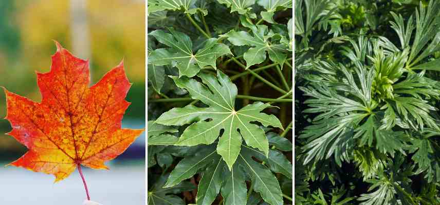 examples of palmate leaves