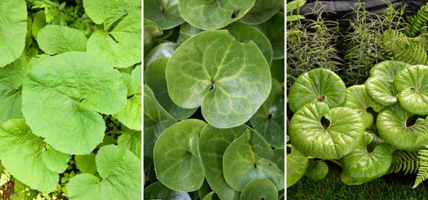 reniform foliage example