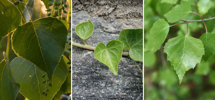 triangular foliage