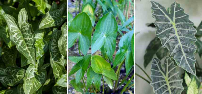 examples of leaf shapes