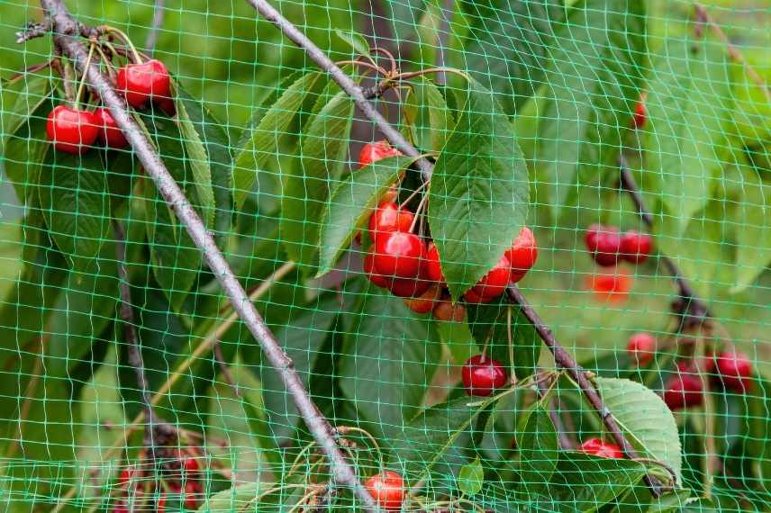 filet anti-oiseaux avantages inconvénients