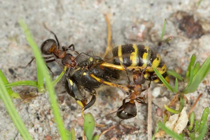 fourmis dans des pots : comment les déloger ?
