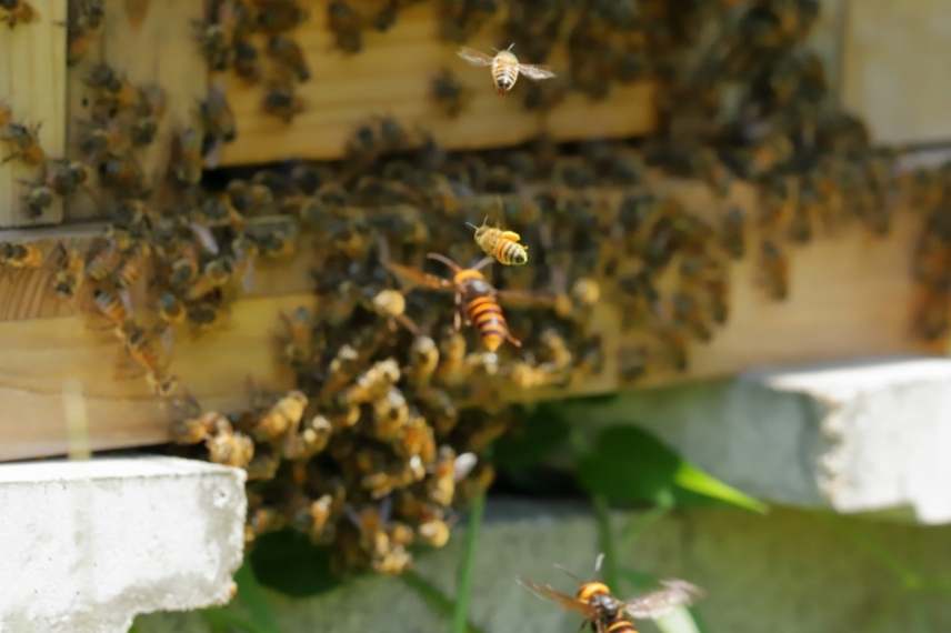 frelon asiatique prédateur abeille