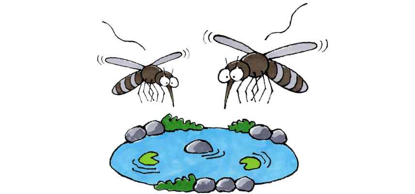 mosquito control in ponds