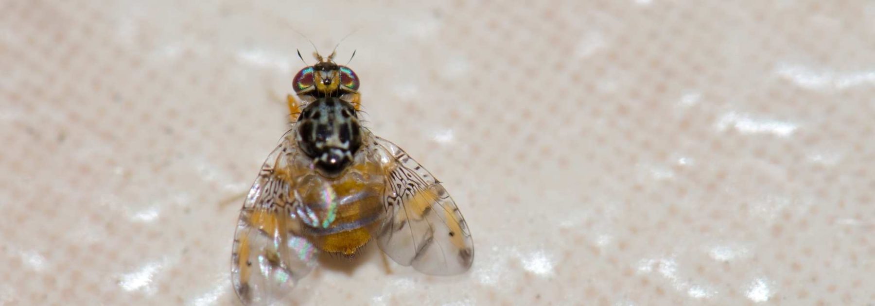 Comment lutter contre la mouche méditerranéenne des fruits ?