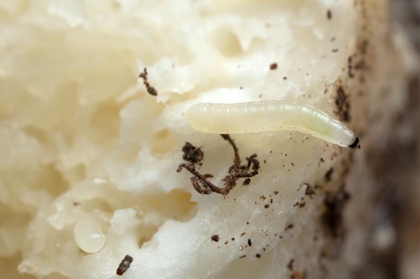 soil flies: our solutions to prevent proliferation