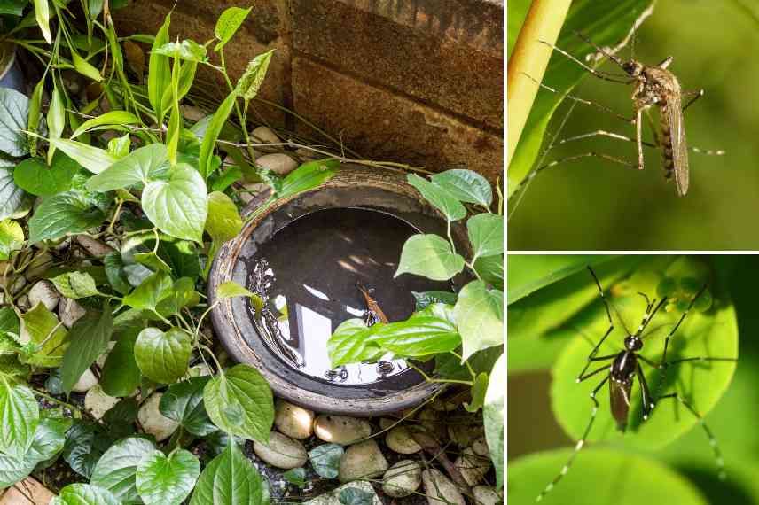 how to prevent mosquitoes in the garden