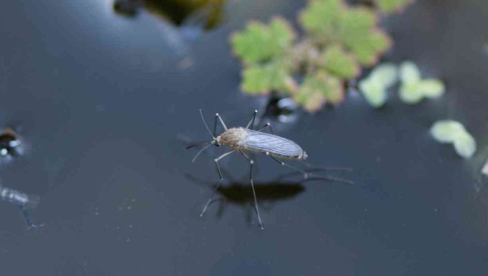 Comment lutter naturellement contre les moustiques dans un bassin ?