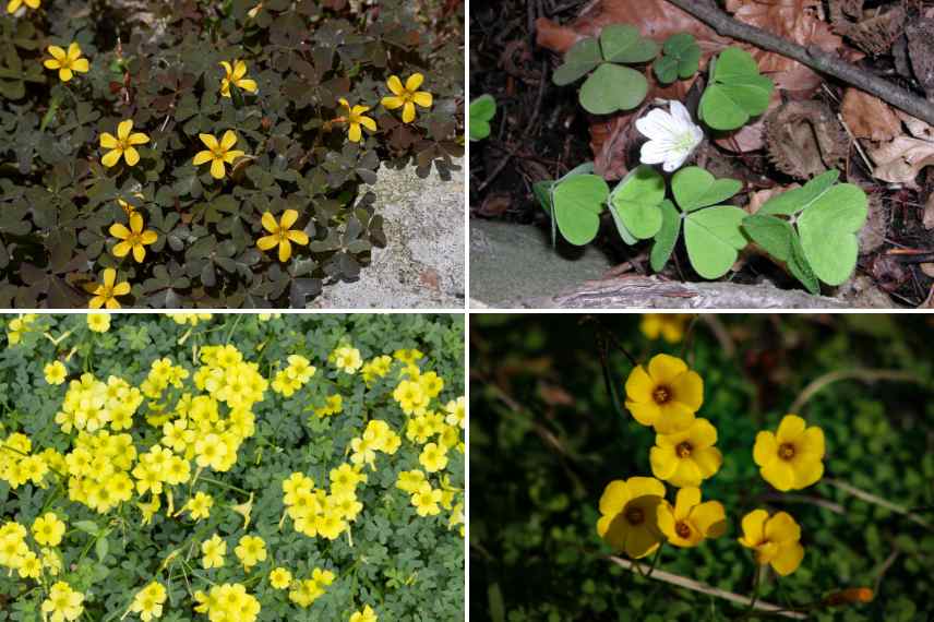 oxalis species