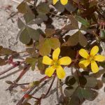 L’Oxalis envahit vos massifs ou vos pots ? Nos solutions pour s’en débarrasser