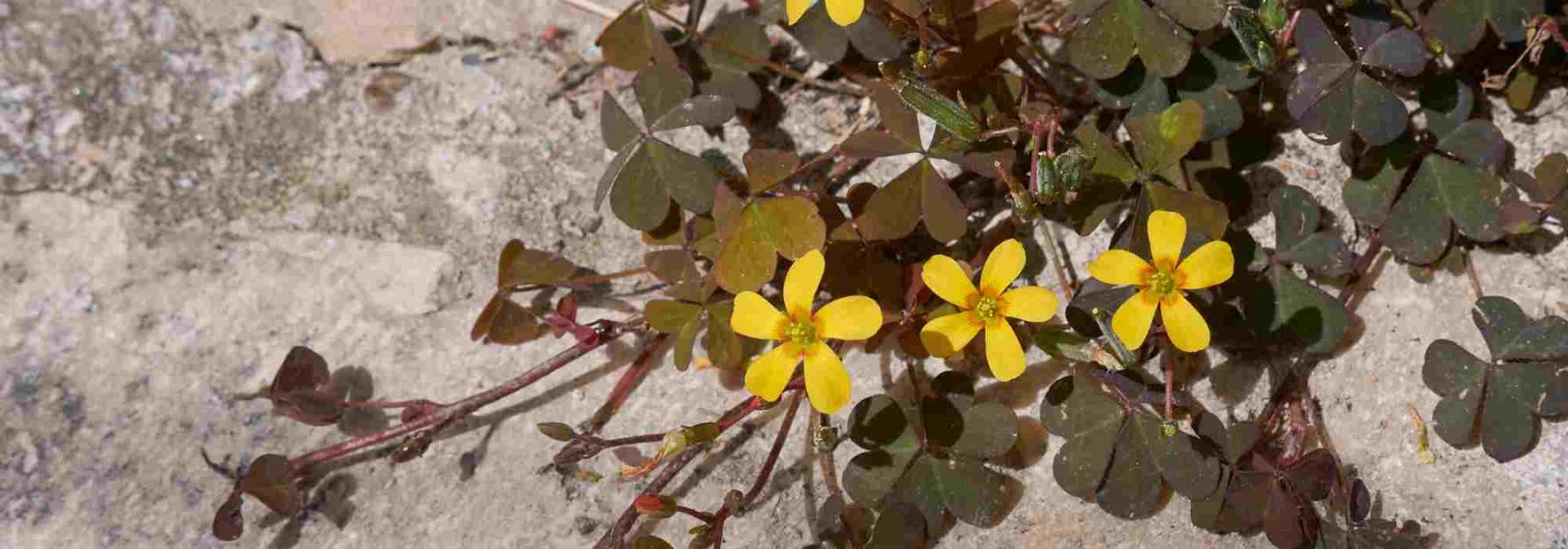 L’Oxalis envahit vos massifs ou vos pots ? Nos solutions pour s’en débarrasser