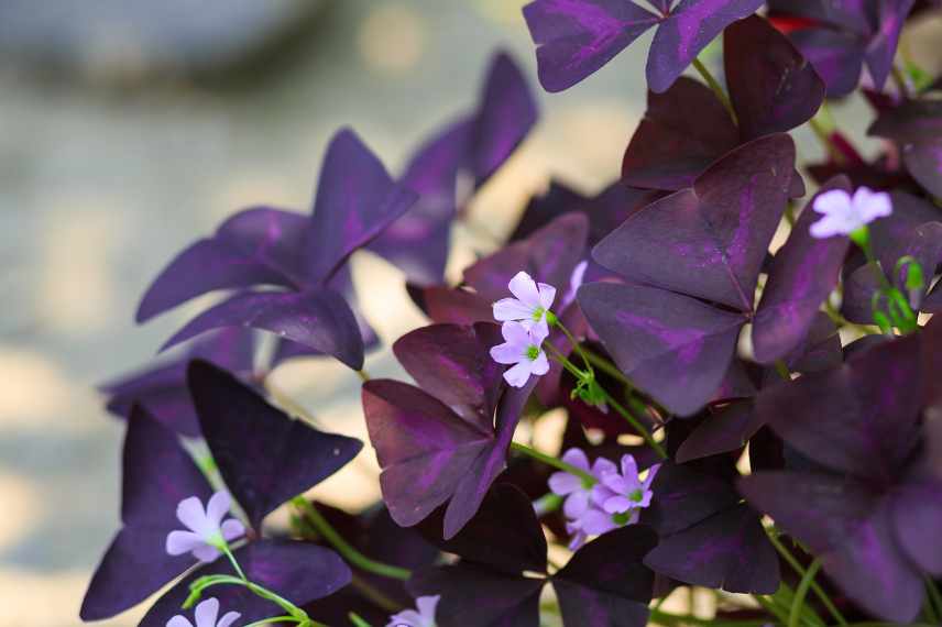 less invasive oxalis