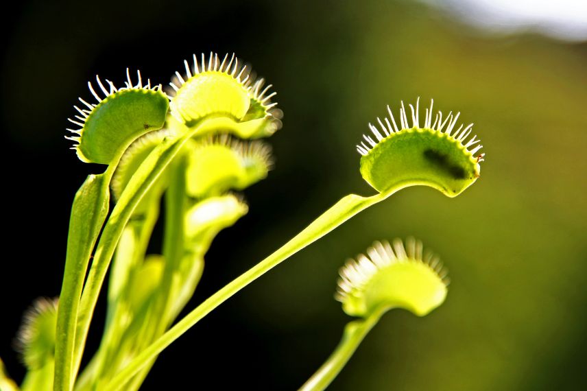 mouche piege plante carnivore