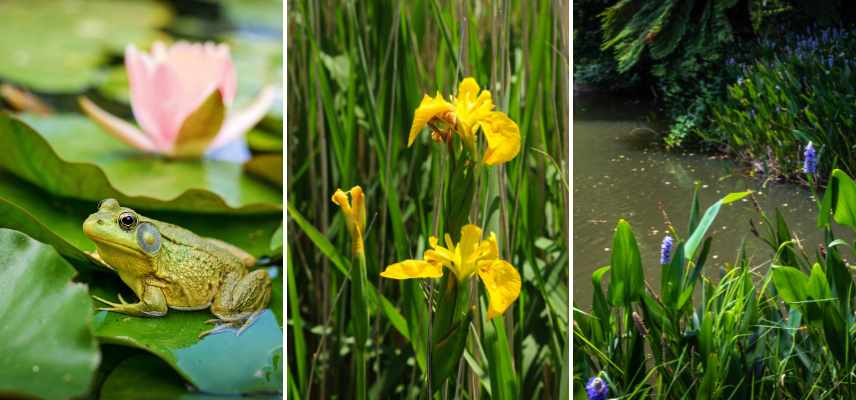 pond plants against mosquitoes