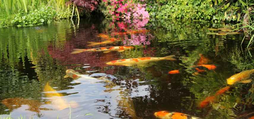 should you introduce fish into a pond to combat mosquitoes