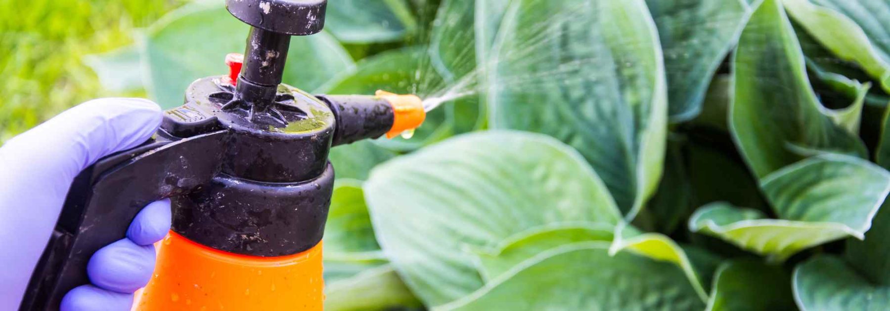 Jardinage débutant : Traiter et prévenir les maladies des plantes du jardin