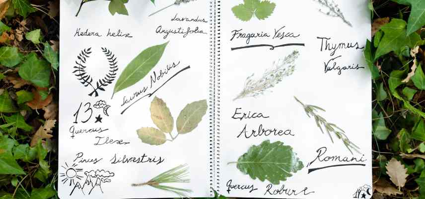 different leaf shapes