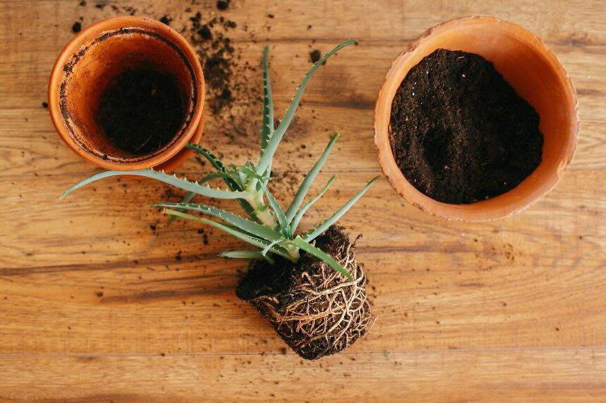 rempotage plante d'intérieur