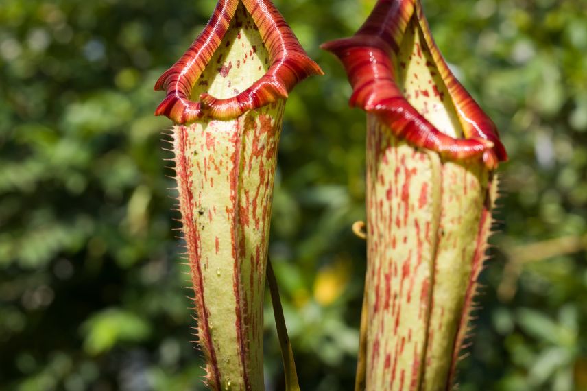 carnivorous plant Sarracenia