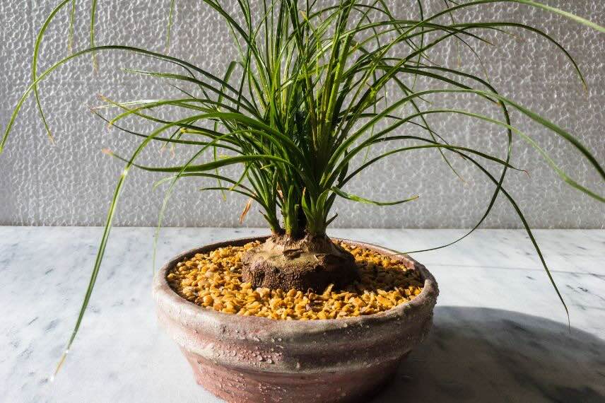 repotting the beaucarnea in spring
