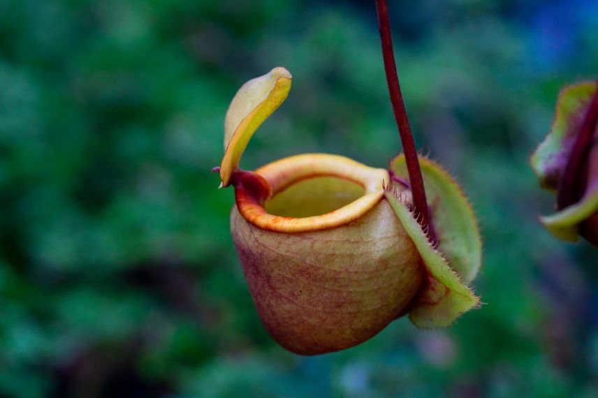 urne de plante carnivore