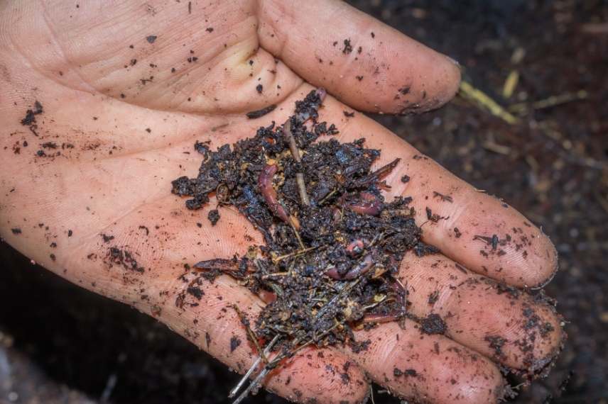 insectes du compost