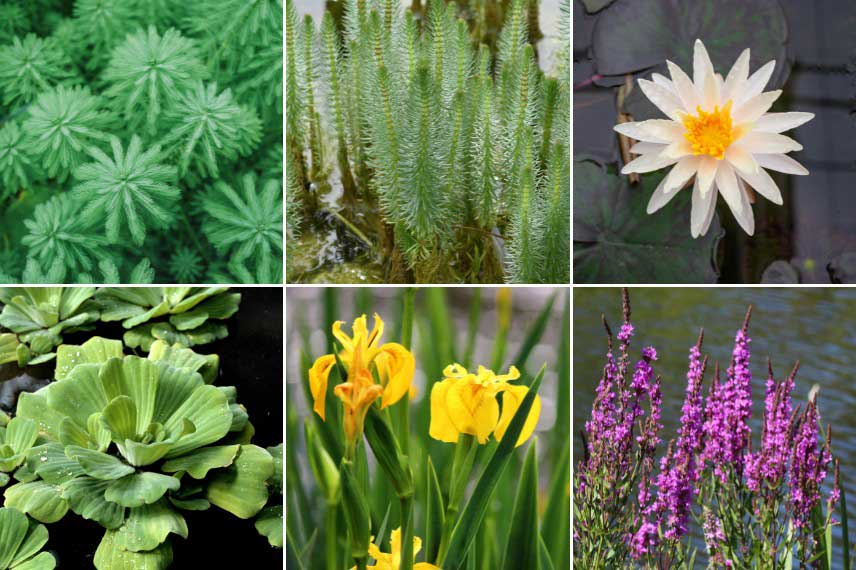 Elección de plantas para vegetalizar una charca acogedora para la fauna silvestre