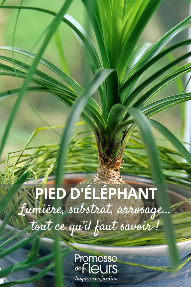 Beaucarnea ou Pied d'éléphant l'entretien de cette plante d'intérieur au fil des saisons entretenir le Beaucarnea