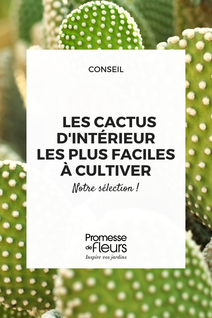 Cactus d'intérieur les espèces les plus faciles à cultiver cactus opuntia