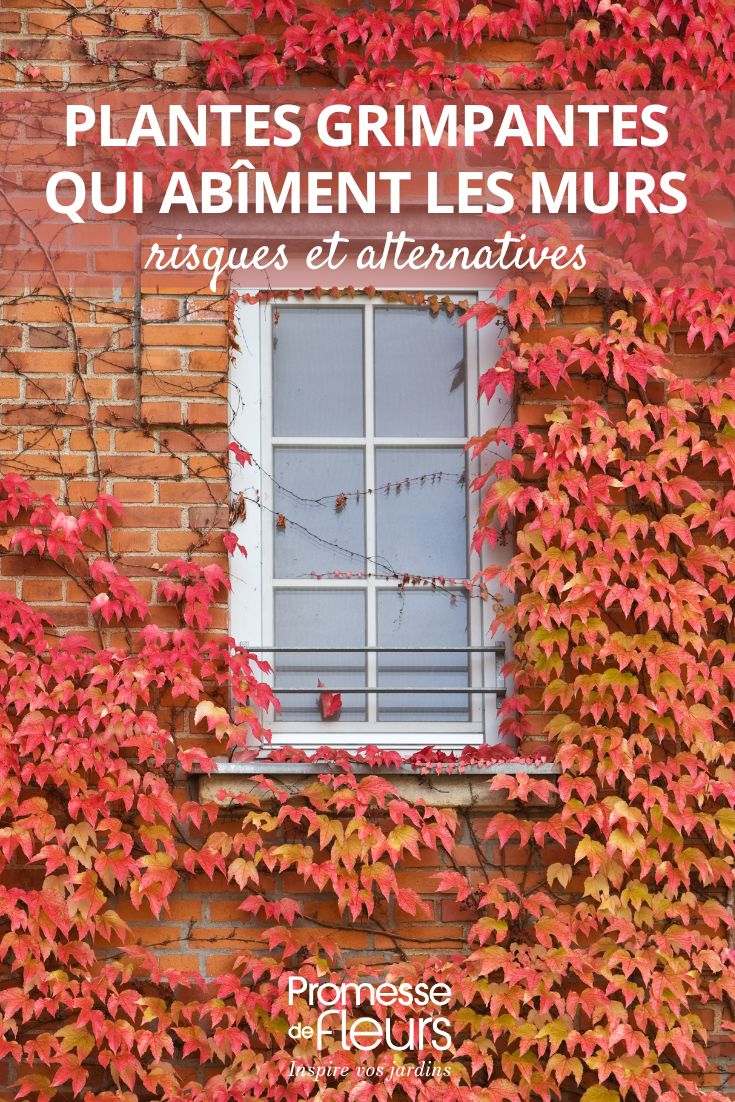 Ces plantes grimpantes à éviter pour ne pas endommager les murs vigne vierge grimpante