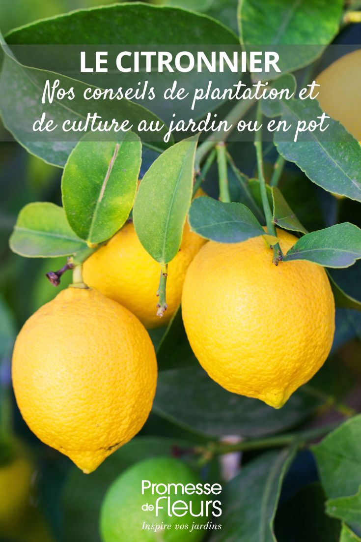 Comment cultiver le citronnier cultiver le citronnier au jardin ou en pot