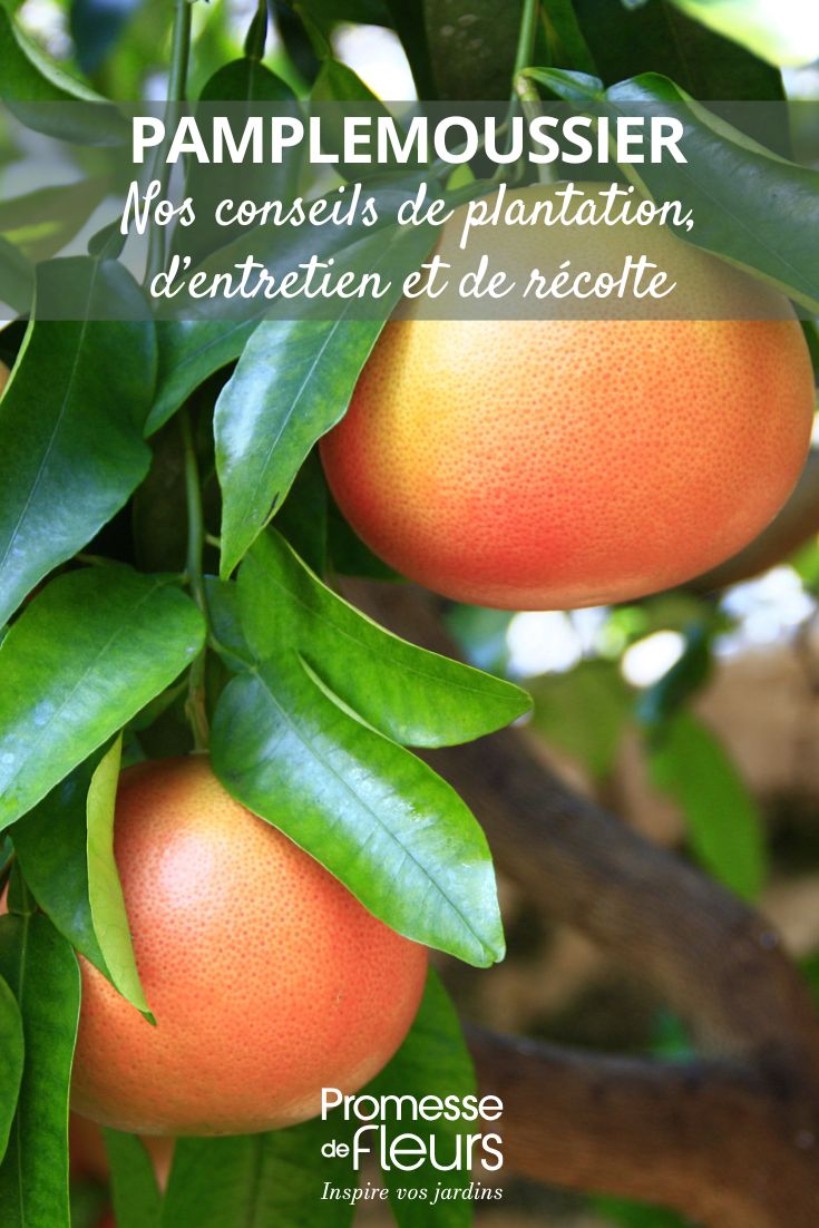 Comment cultiver le pamplemoussier (1) culture du pamplemousse