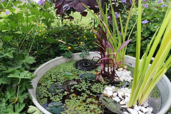 Comment créer un petit bassin de jardin ?