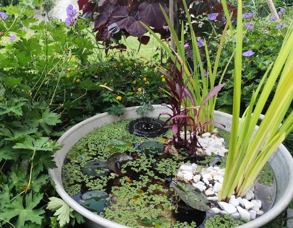 Comment créer un petit bassin de jardin ?